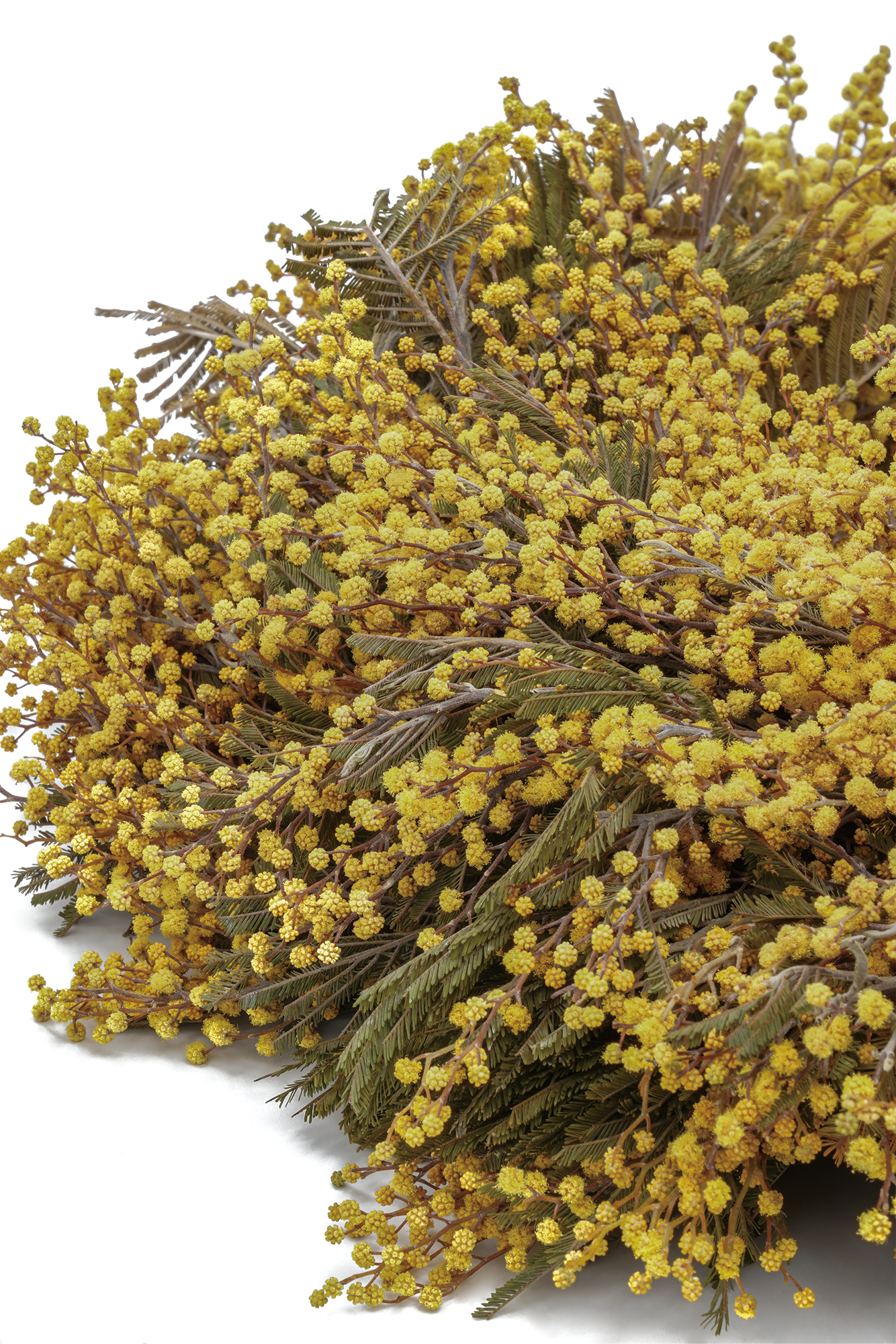 Mimosakrans (40 cm/ 55 cm) - Image 2