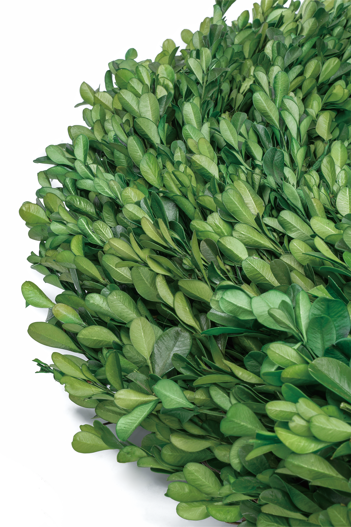 Buxbomkrans (40 cm/ 55 cm) - Bild 2