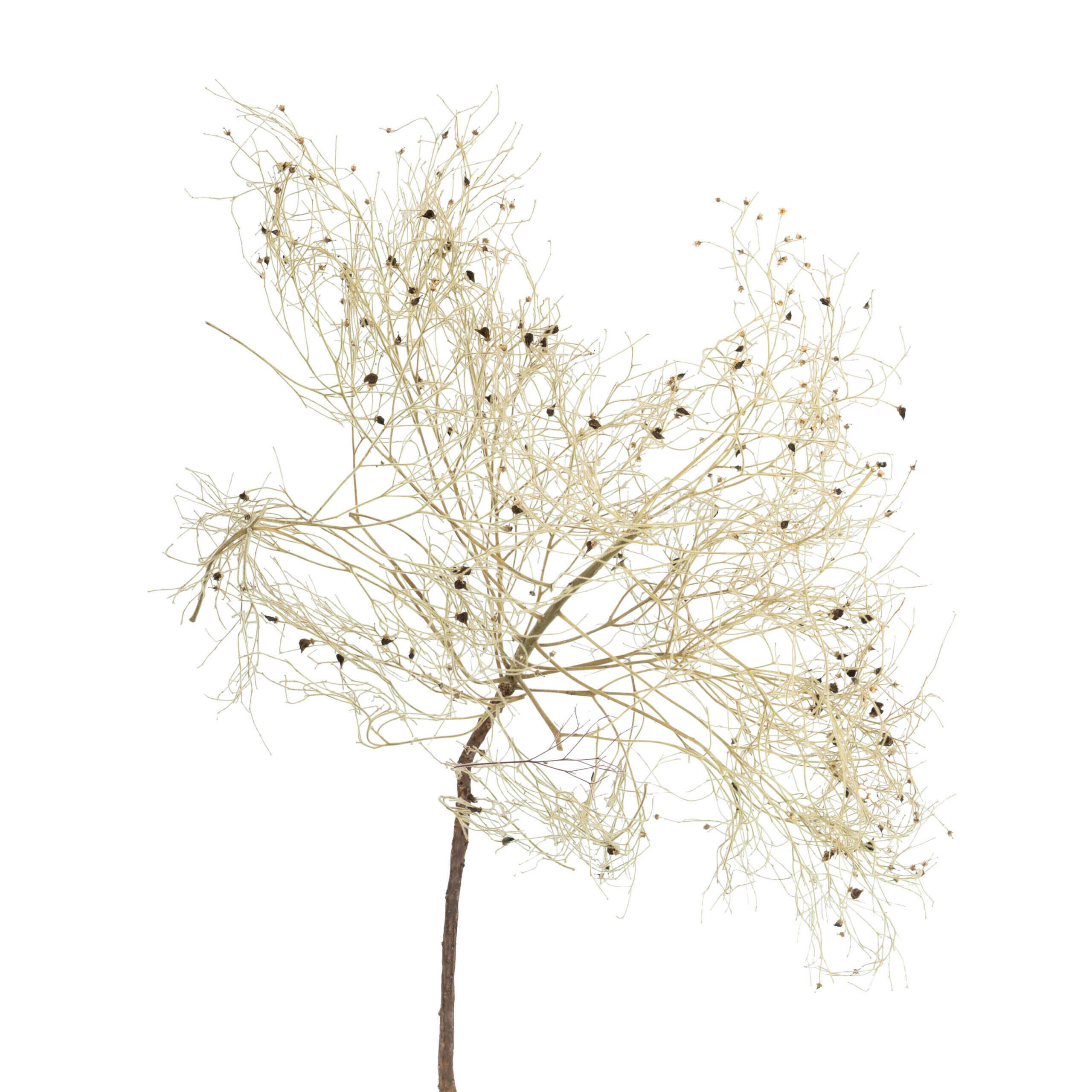 Peruke kvist - Bild 5