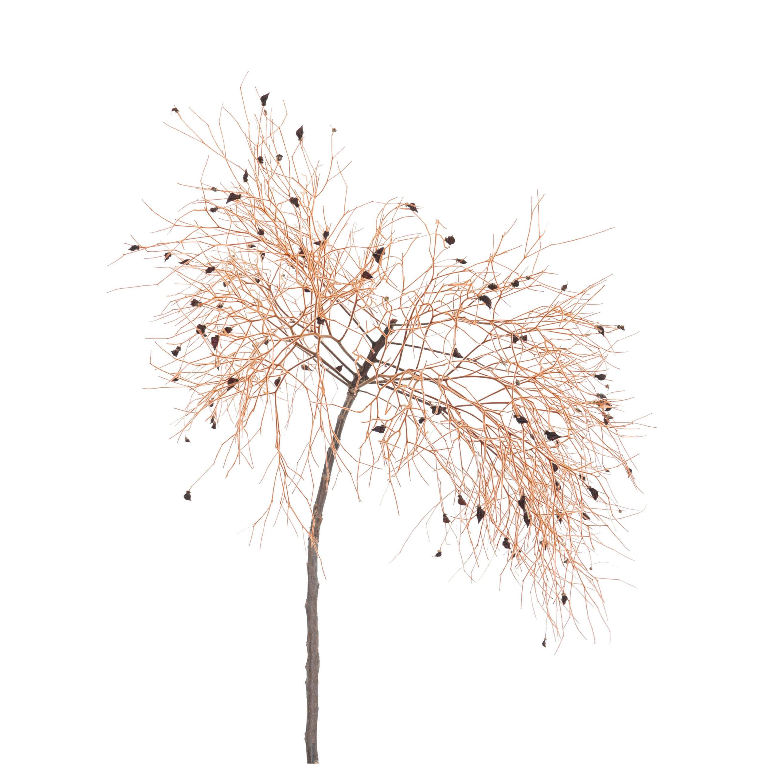 Peruke kvist - Bild 4