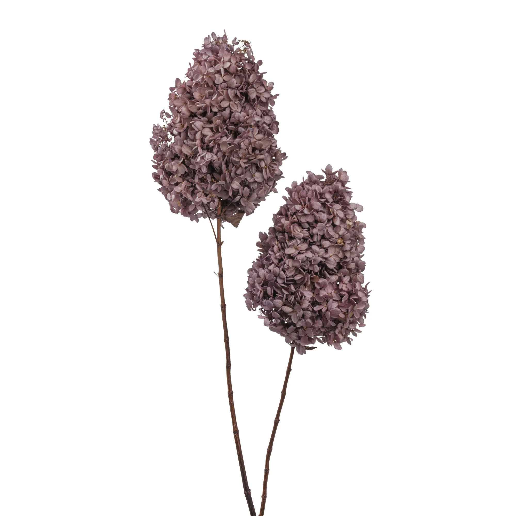 Syren Hortensia - Bild 7