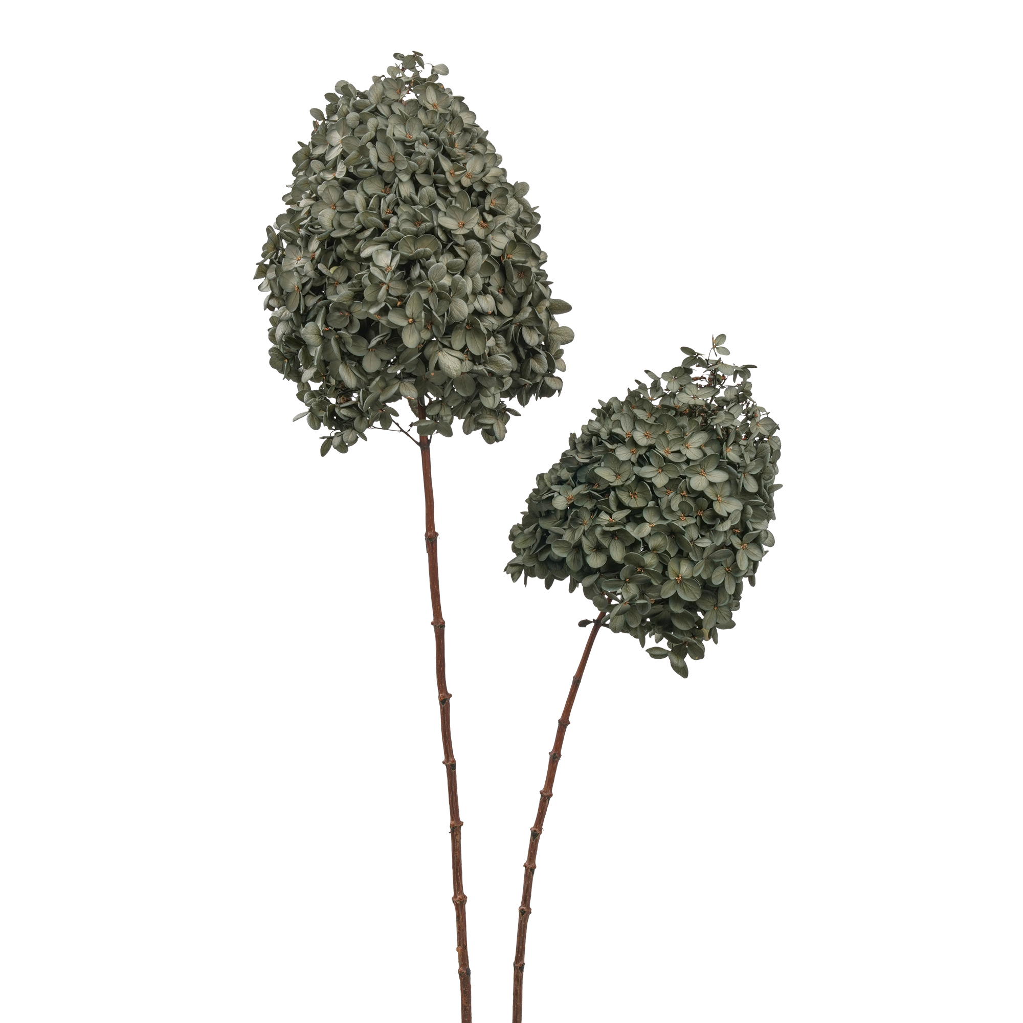 Syren Hortensia - Bild 8