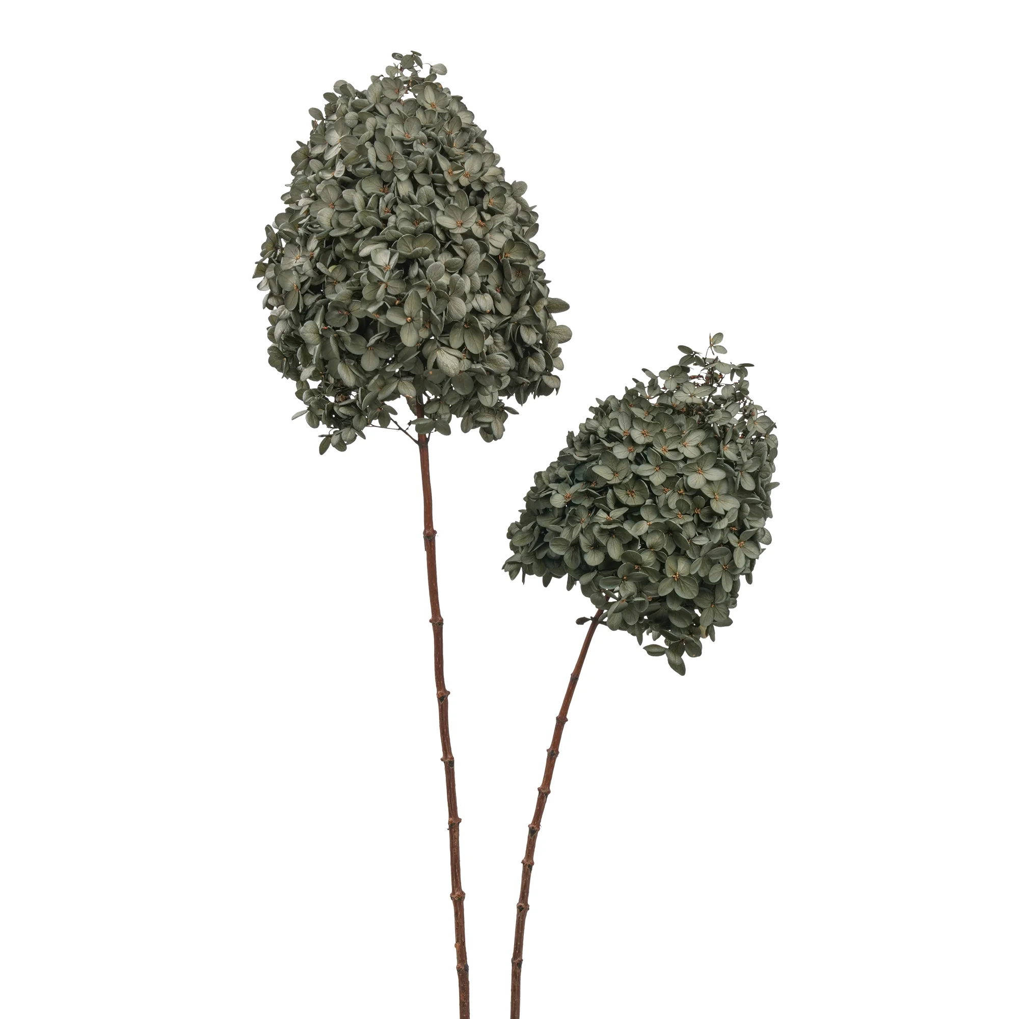 Syren Hortensia - Bild 8