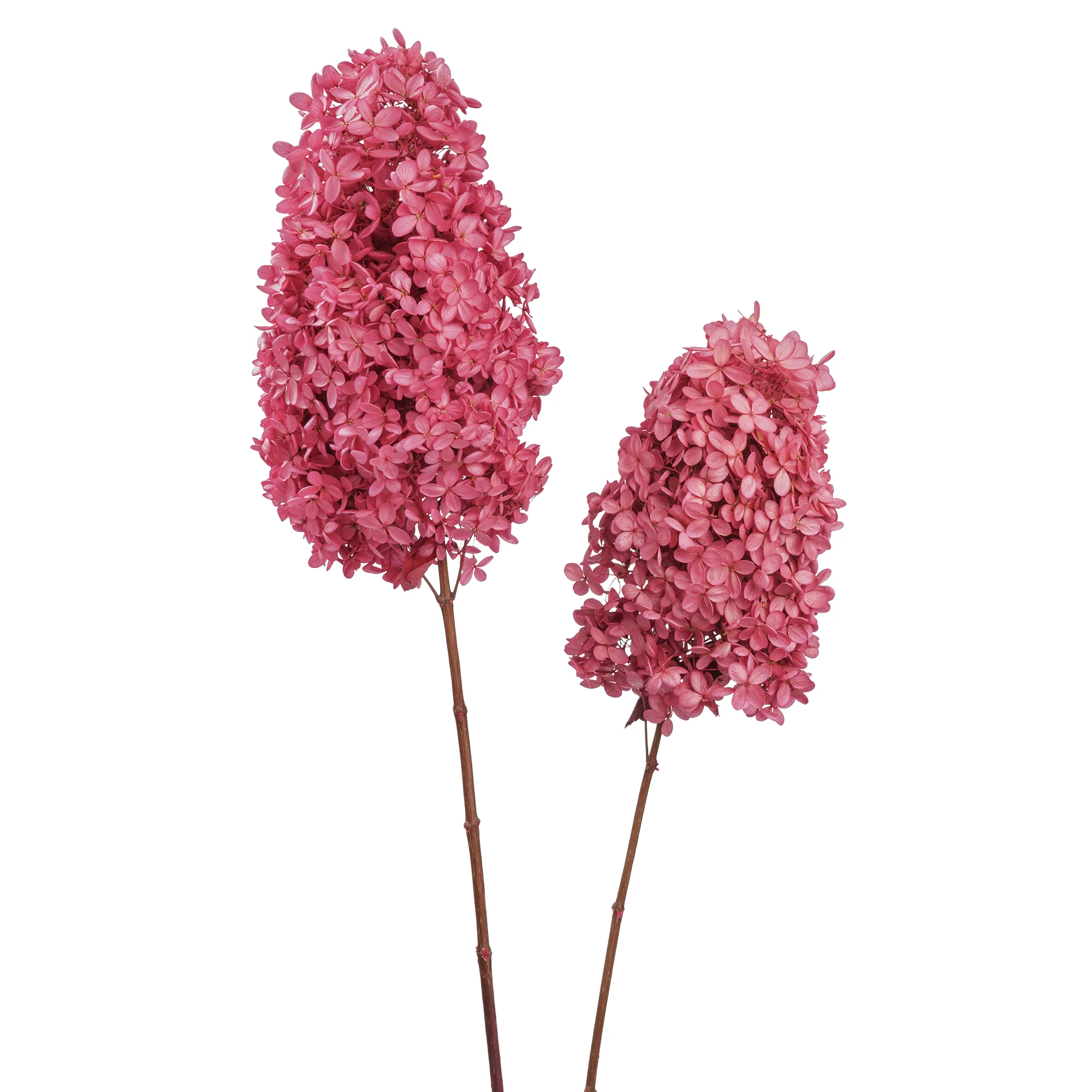 Syren Hortensia - Bild 6
