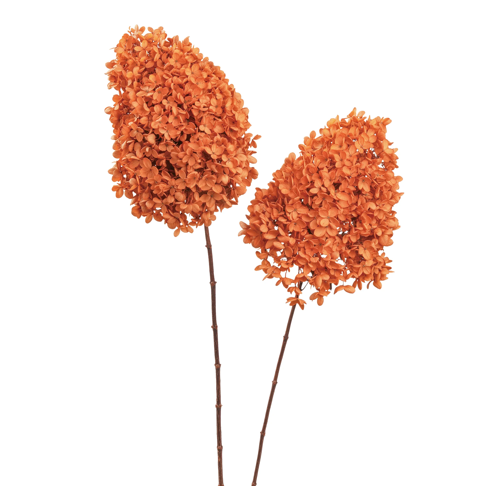 Syren Hortensia - Bild 5