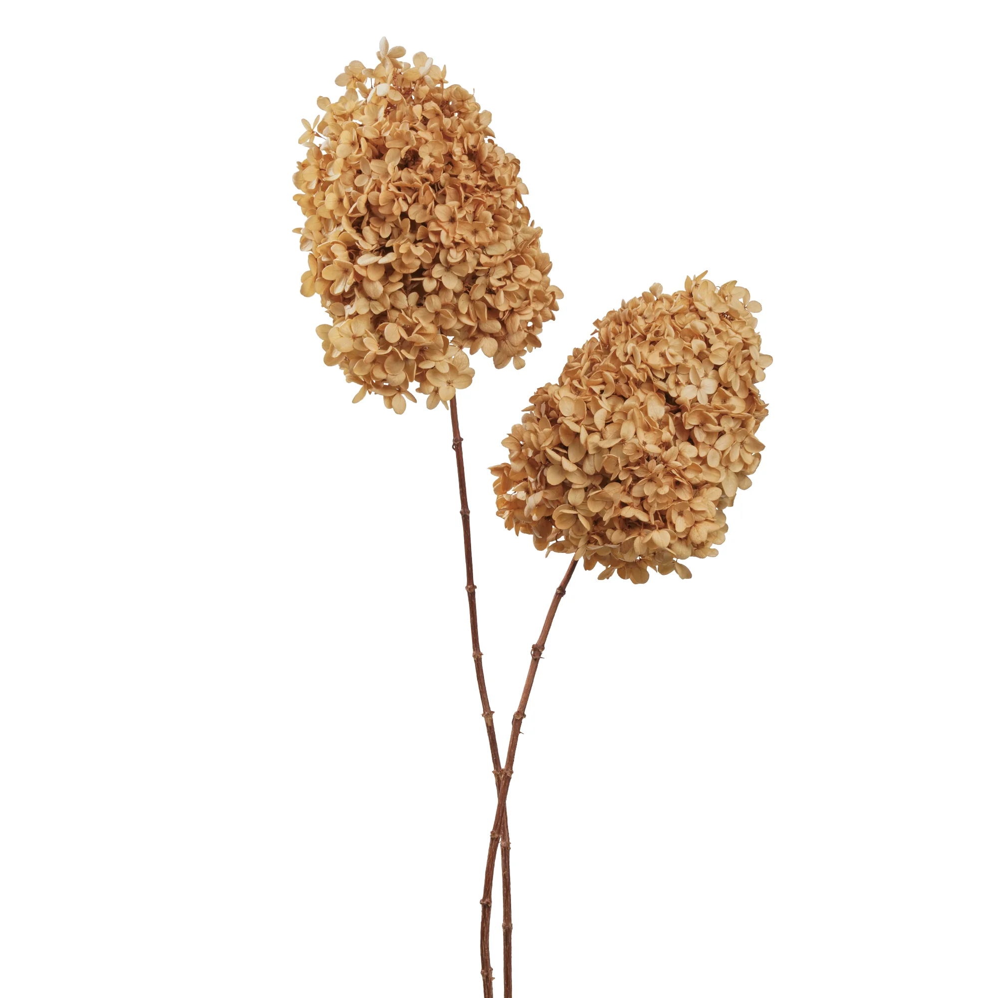 Syren Hortensia - Bild 4