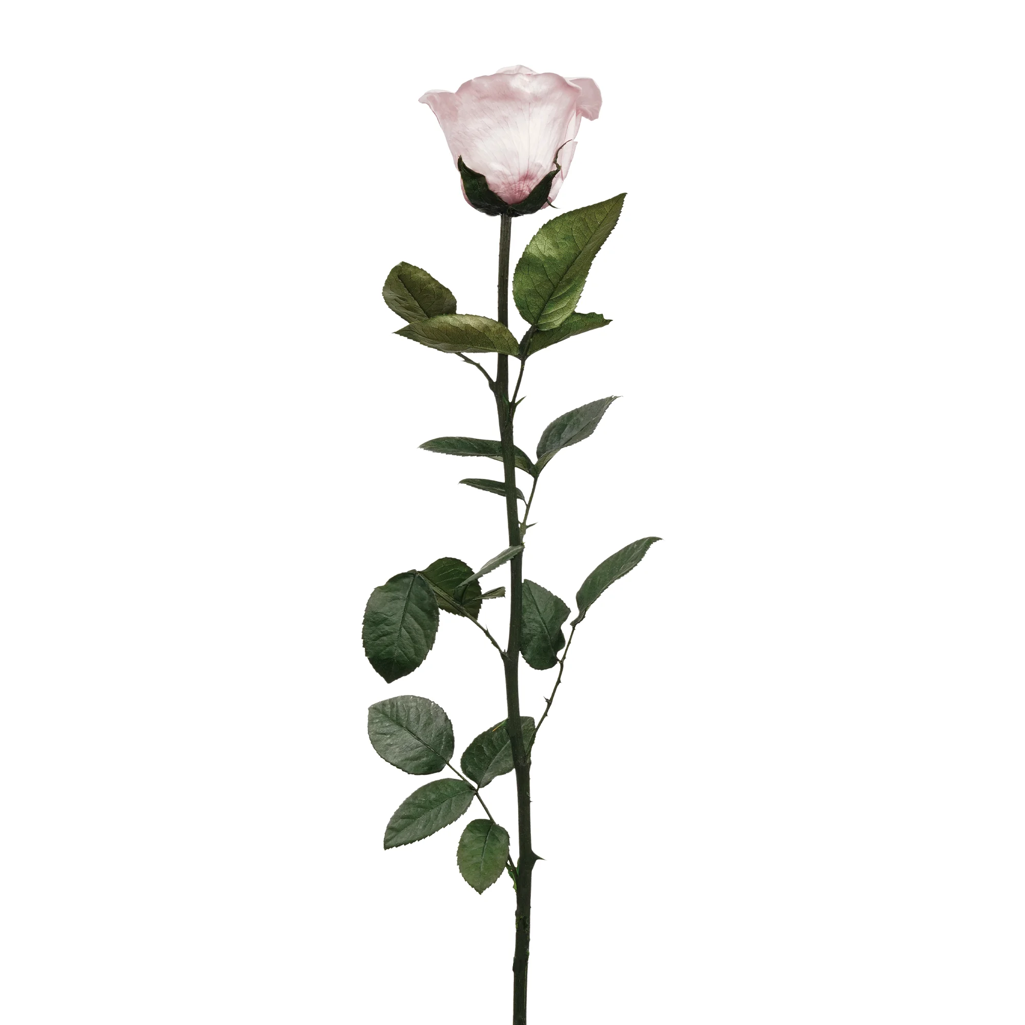 Evig ros på stjälk - Bild 13