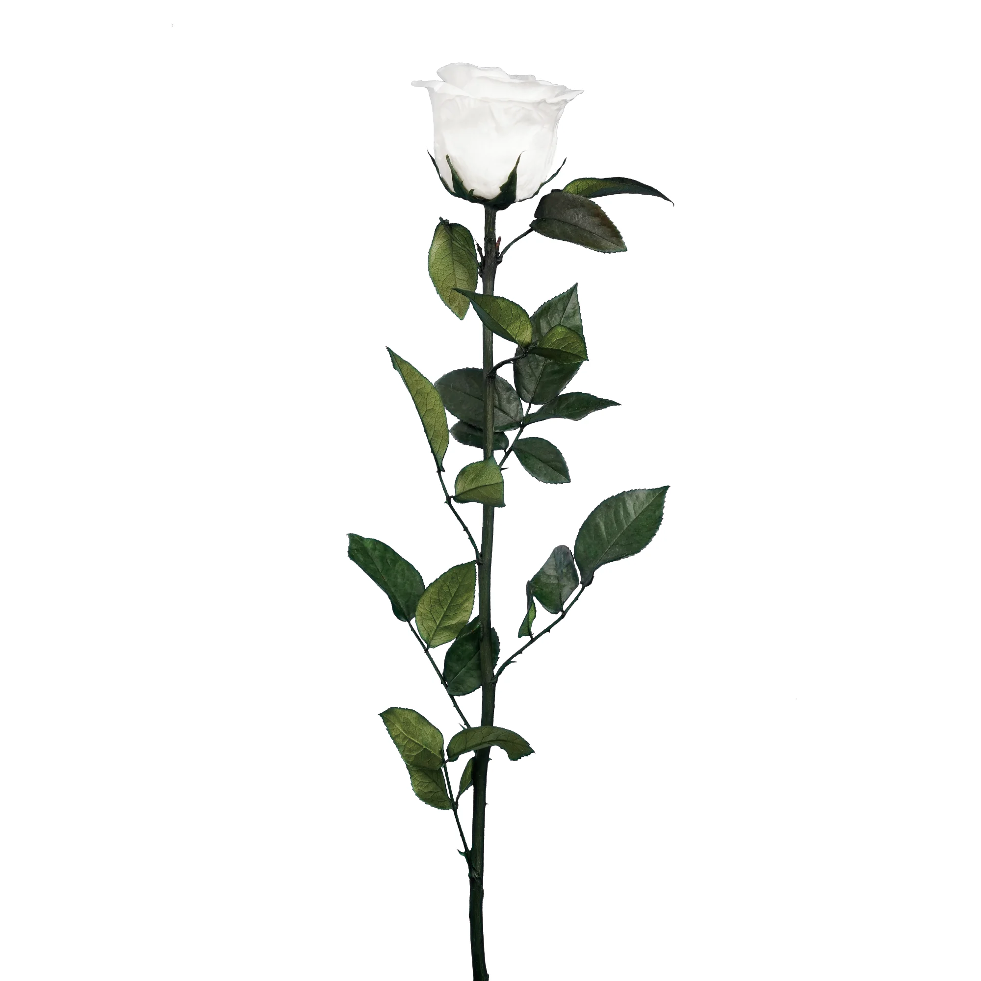 Evig ros på stjälk - Bild 3