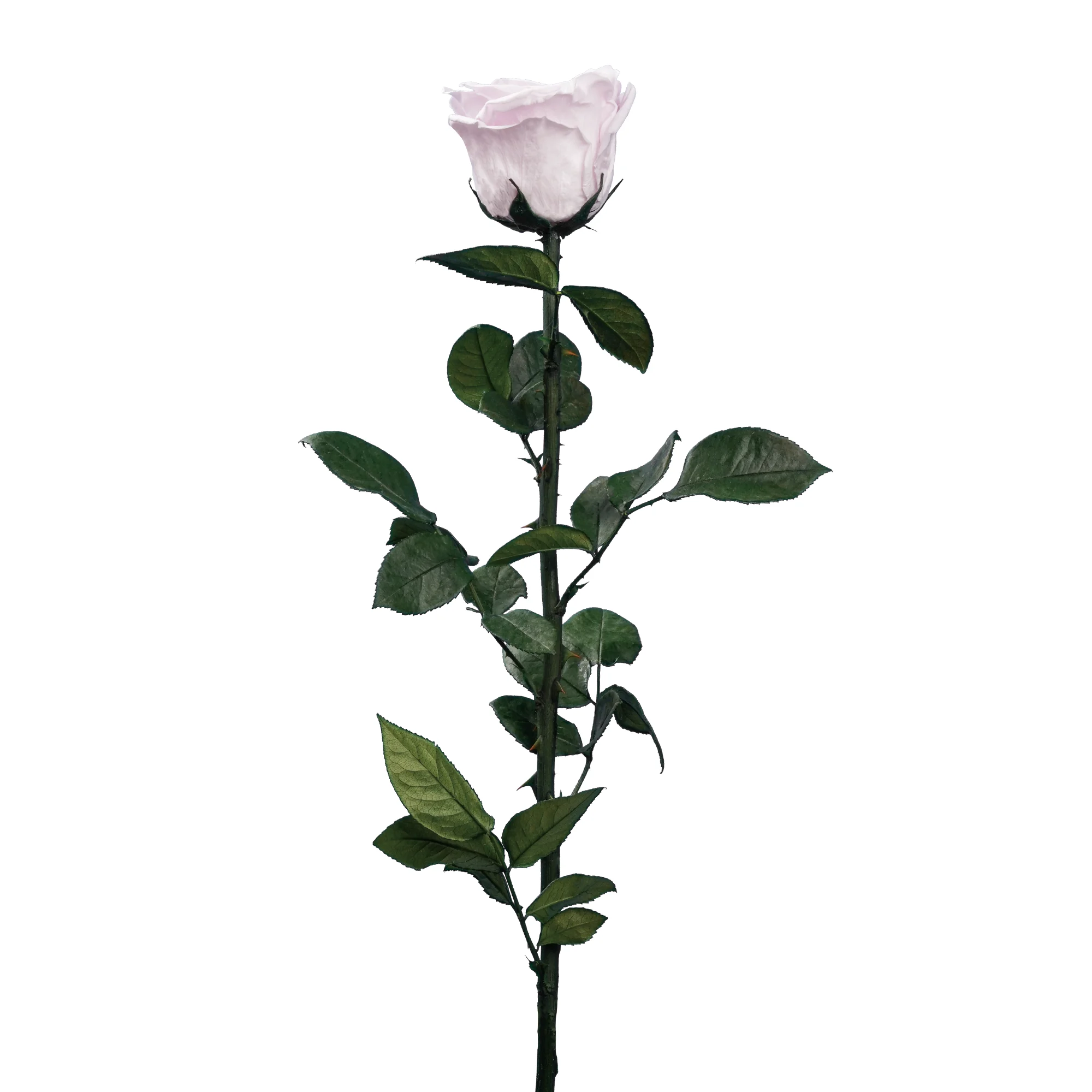 Evig ros på stjälk - Bild 11