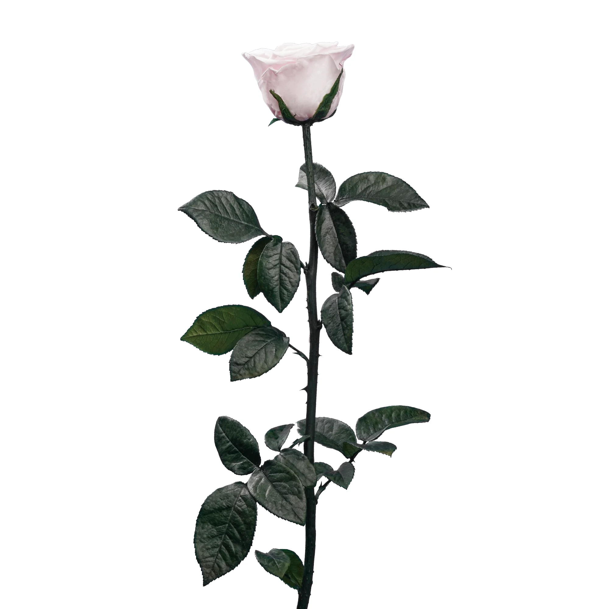 Evig ros på stjälk - Bild 9