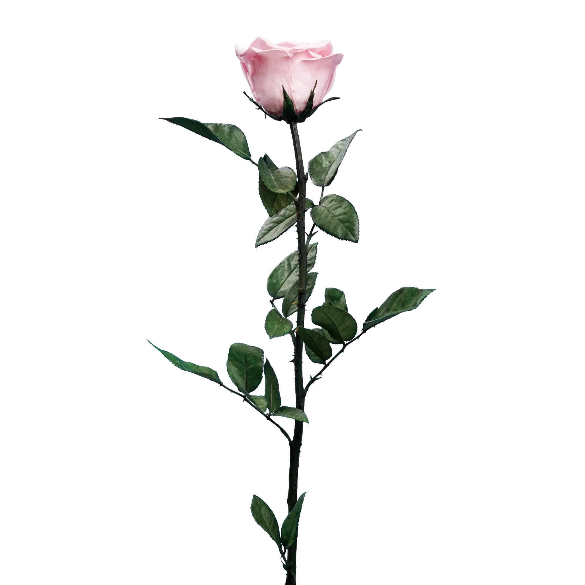 Evig ros på stjälk - Bild 5