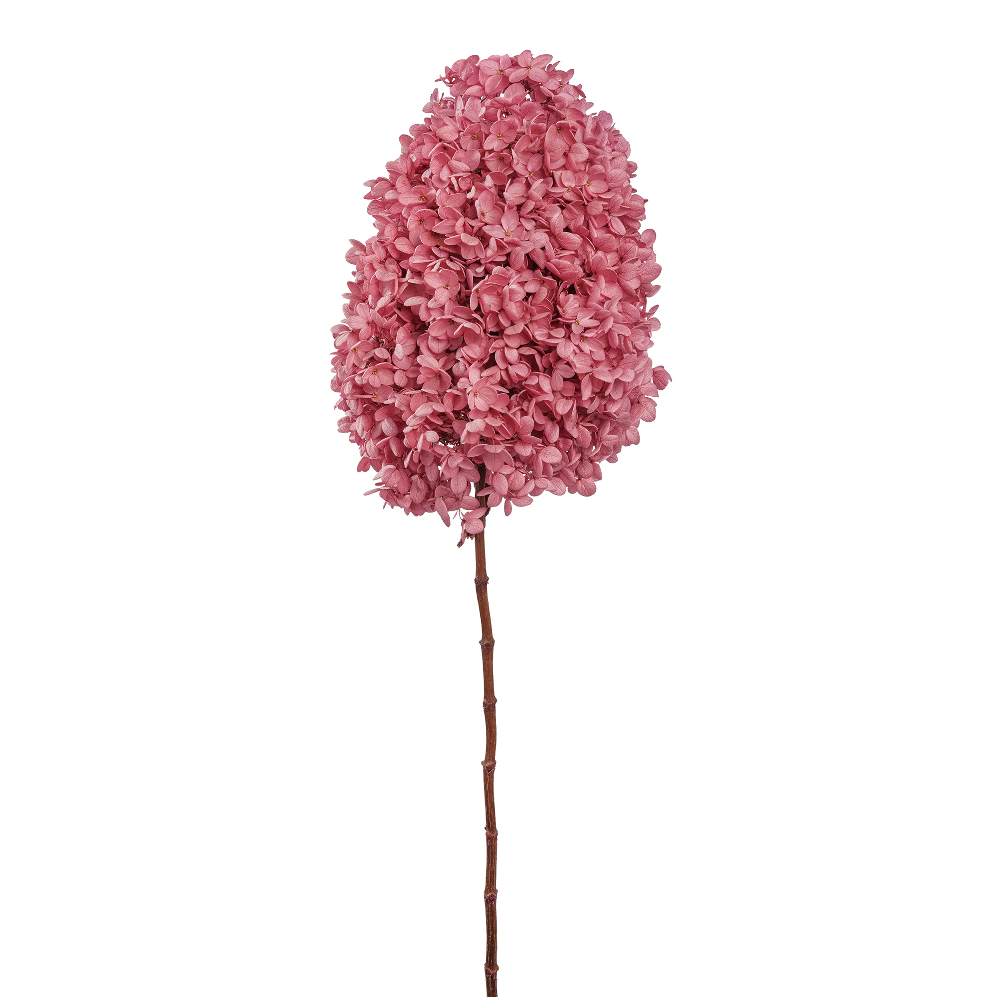 Syren Hortensia