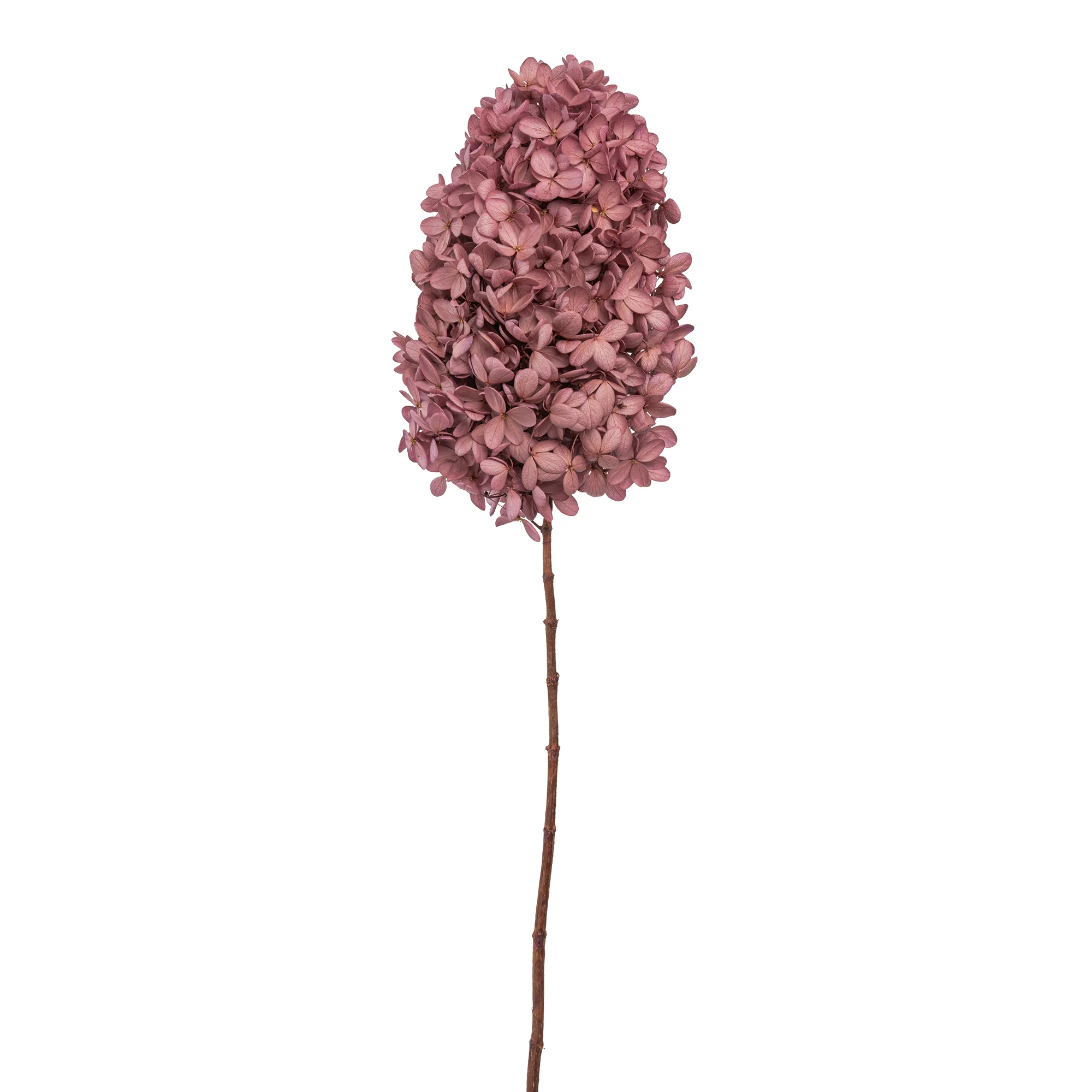 Syren Hortensia - Bild 2