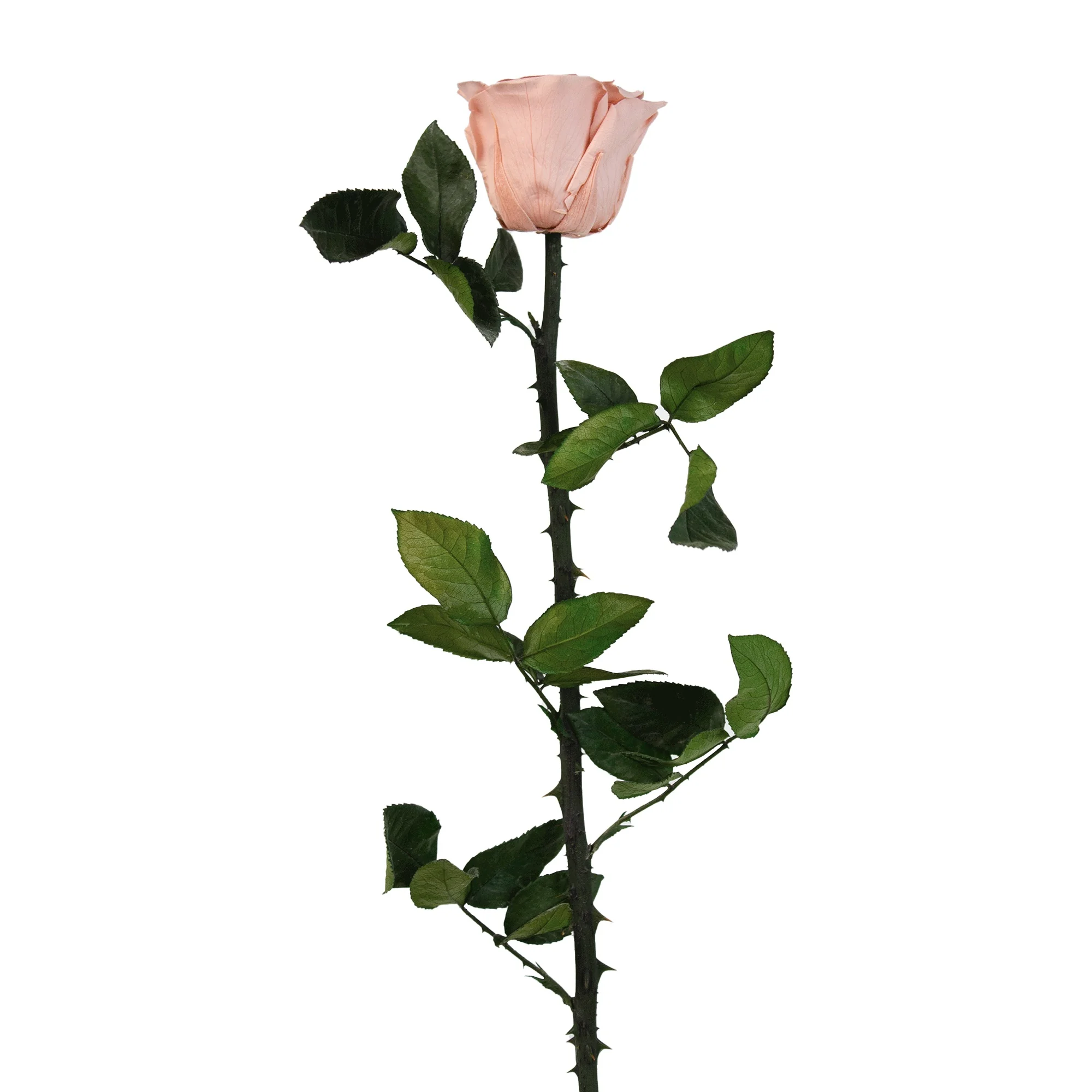 Evig ros på stjälk - Bild 17