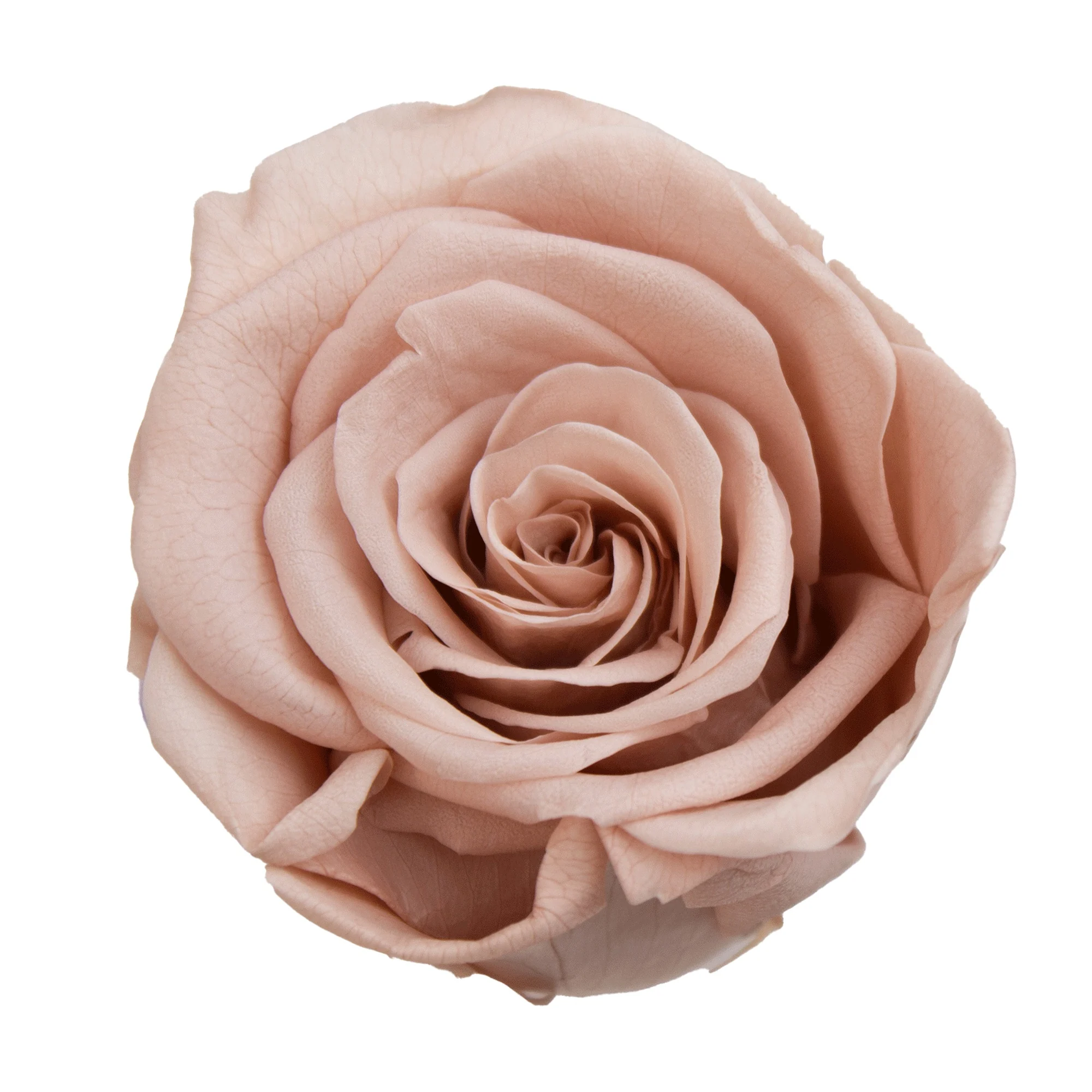 Evig ros på stjälk - Bild 18