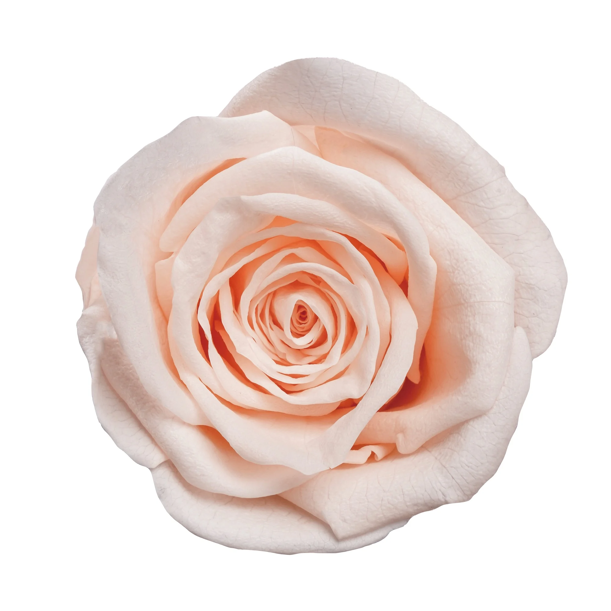 Evig ros på stjälk - Bild 16