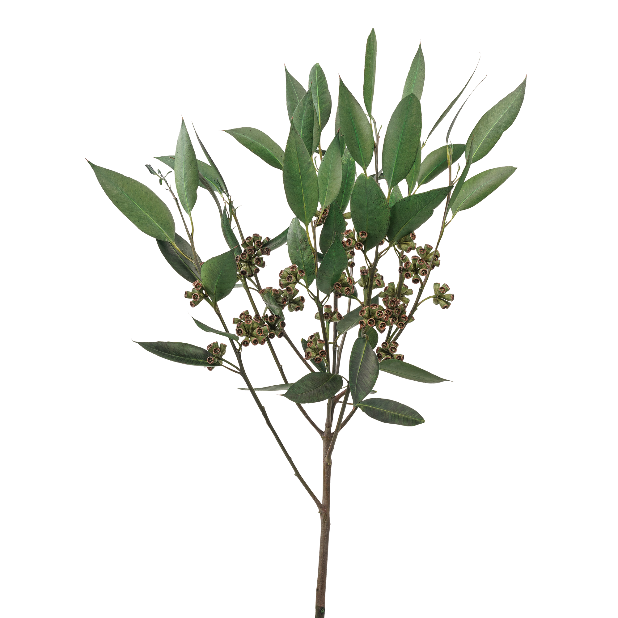 Eucalyptus robusta - Bild 2