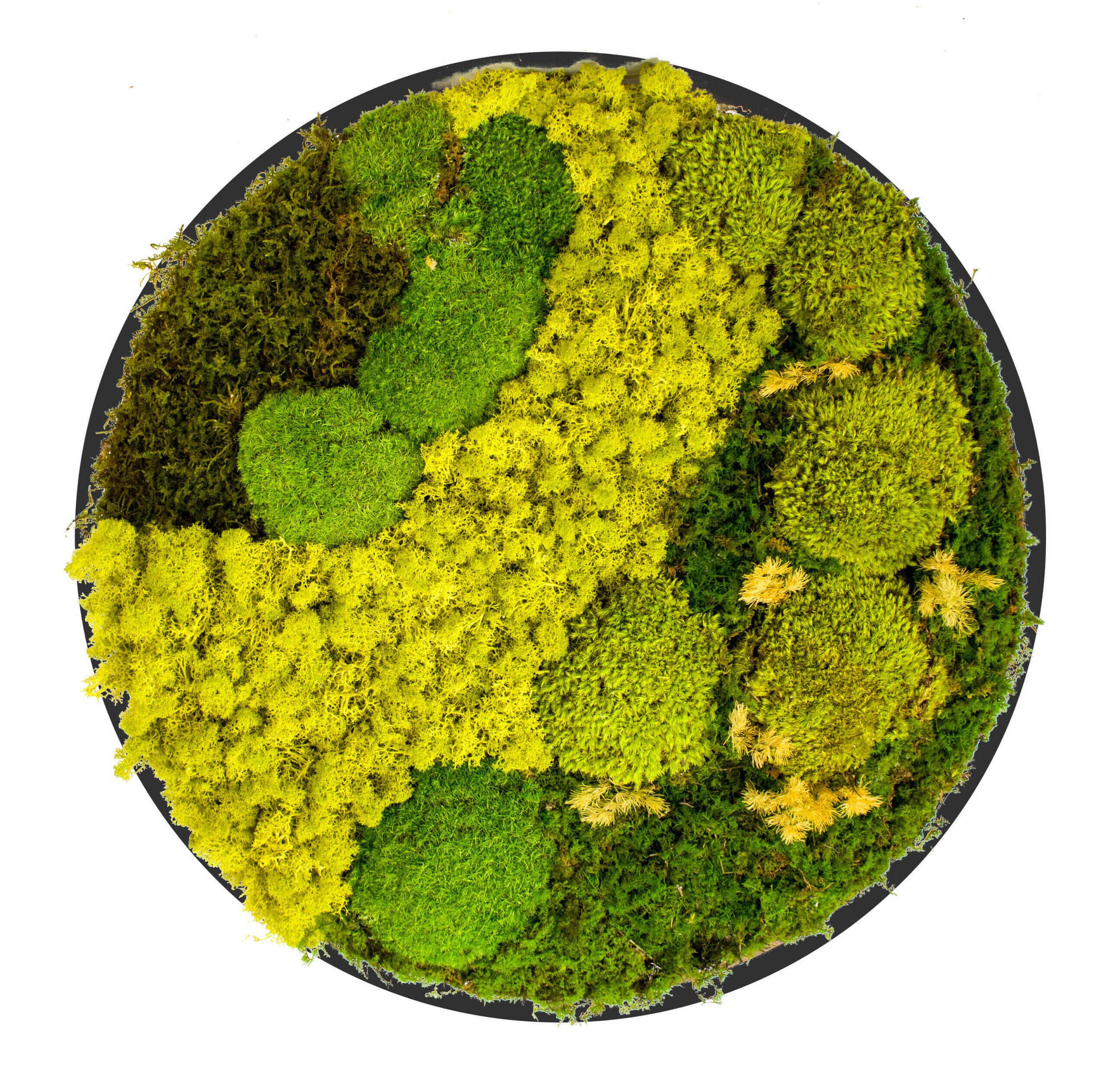 Mosstavla ¨Verdant Glow¨