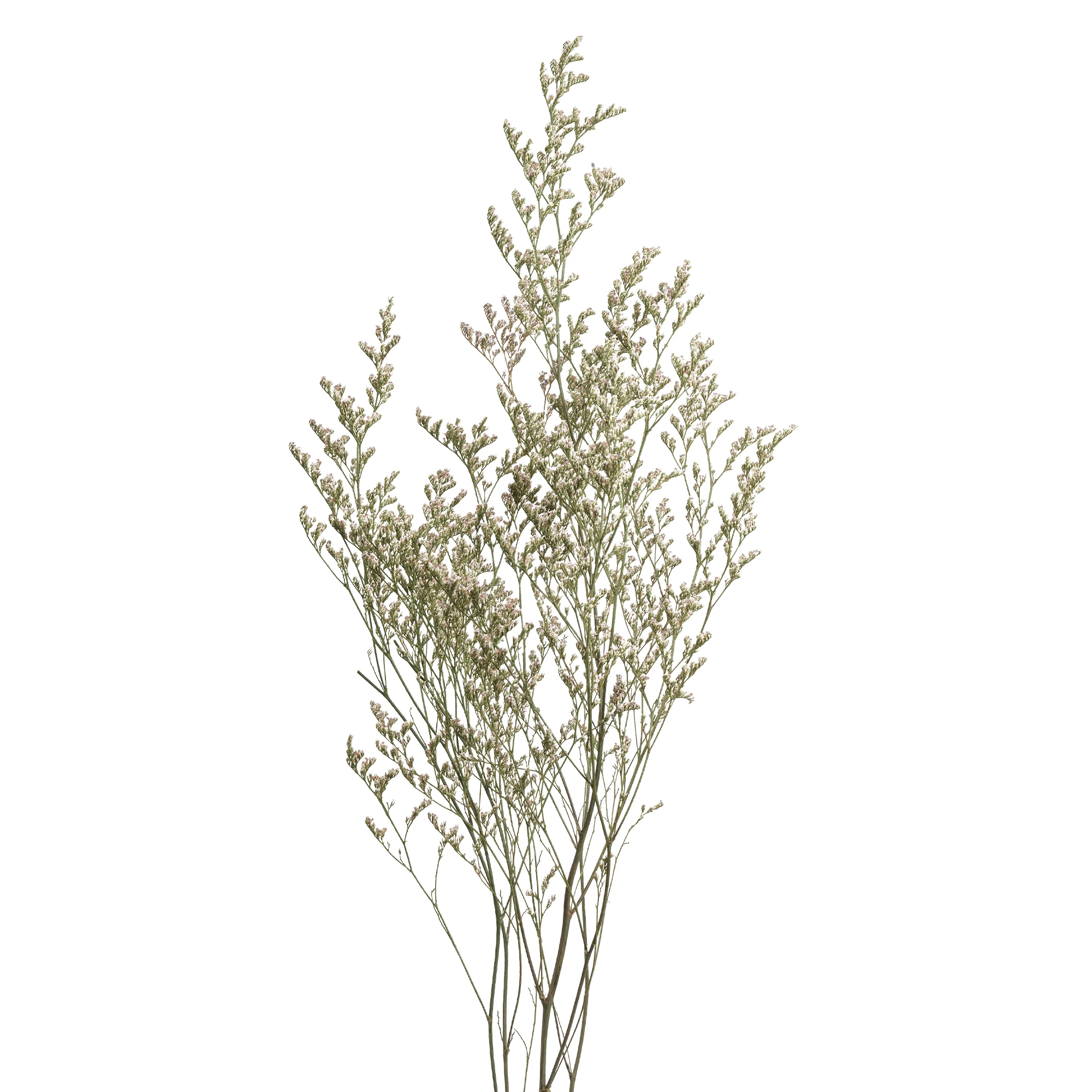 Limonium caspia - Bild 3