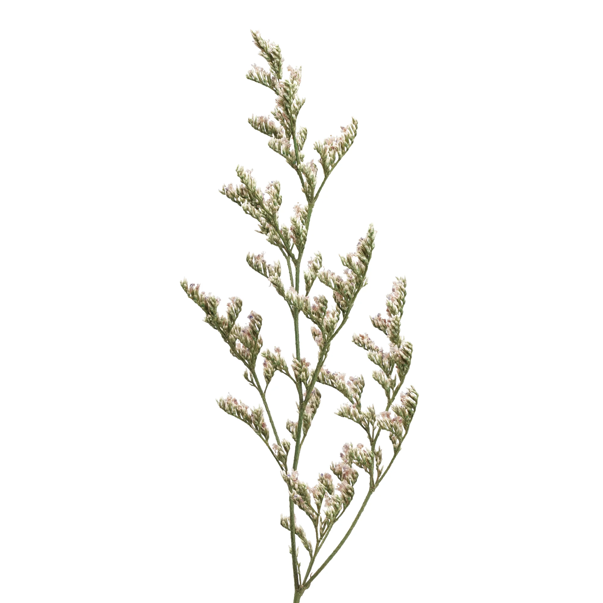 Limonium caspia - Bild 4
