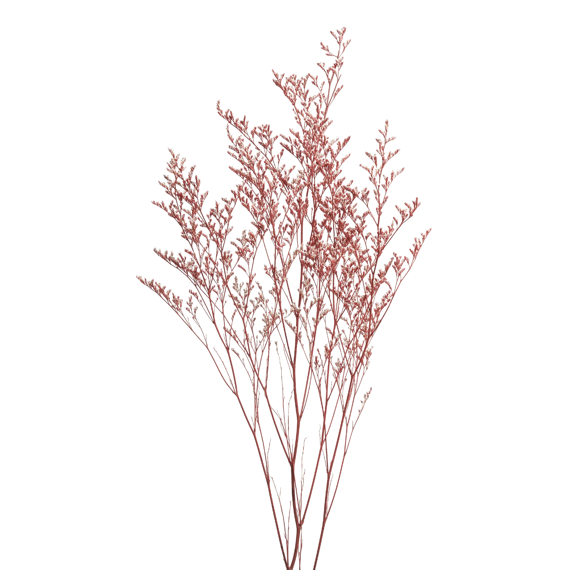 Limonium caspia - Bild 5