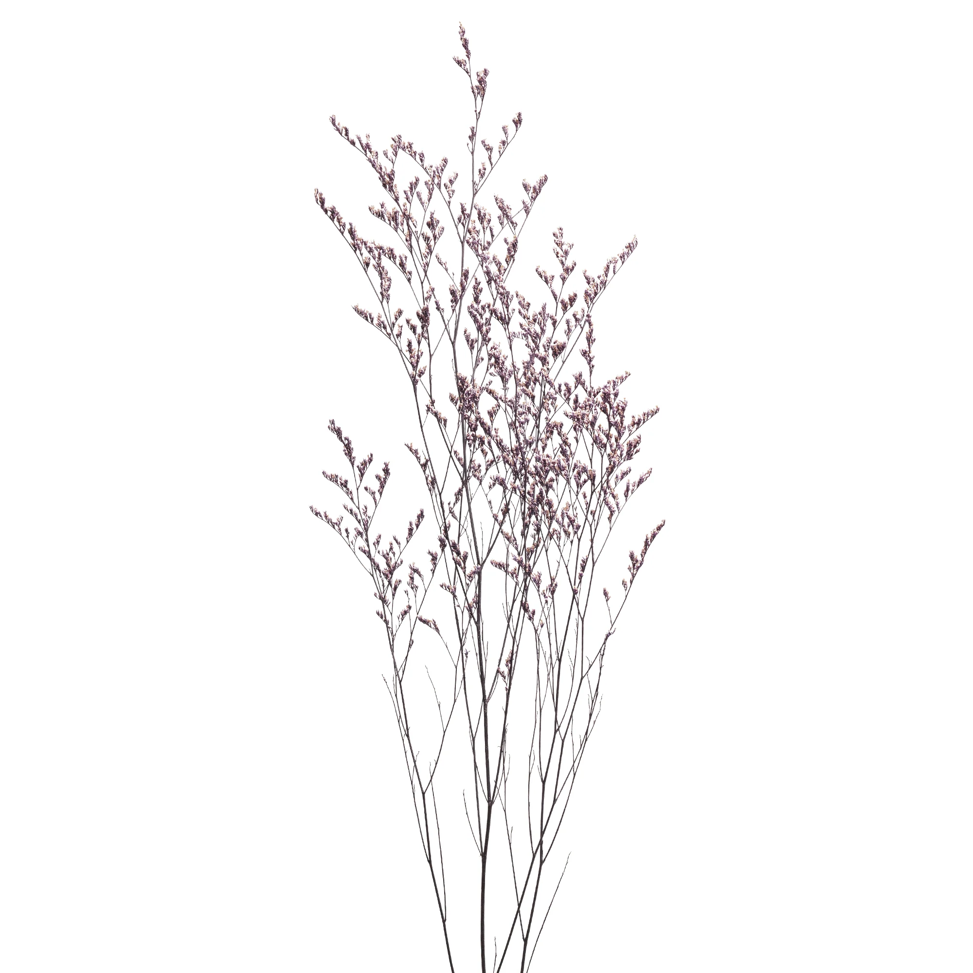 Limonium caspia