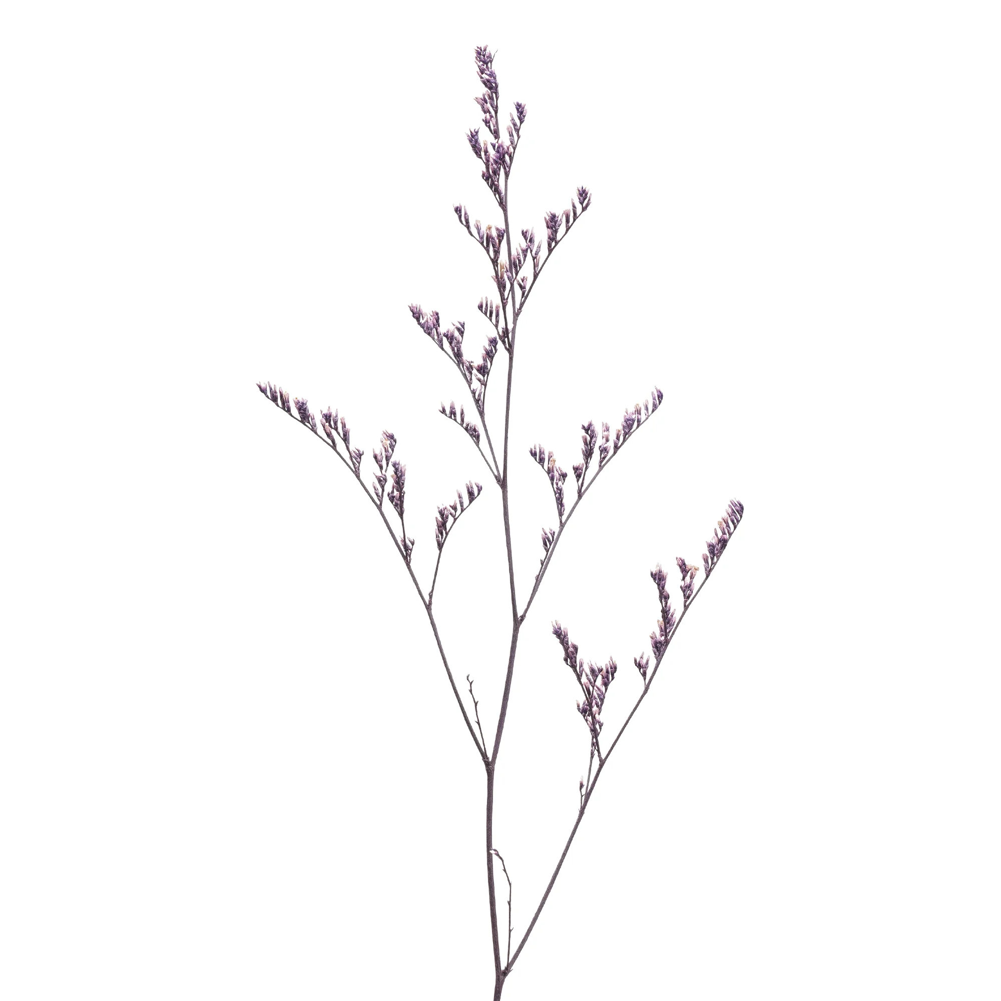 Limonium caspia - Bild 2