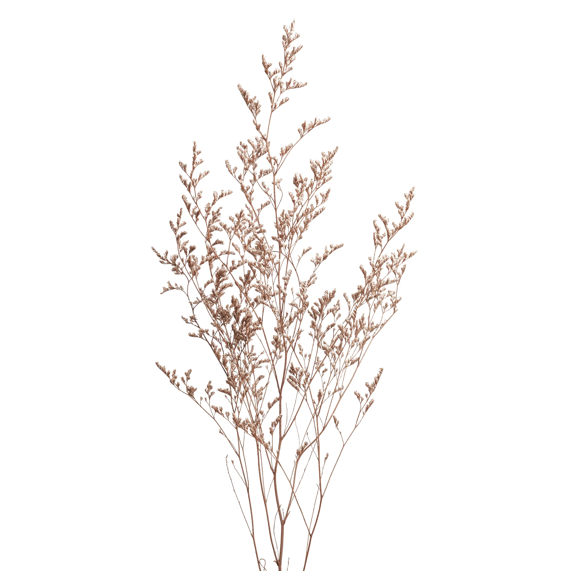 Limonium caspia - Bild 8