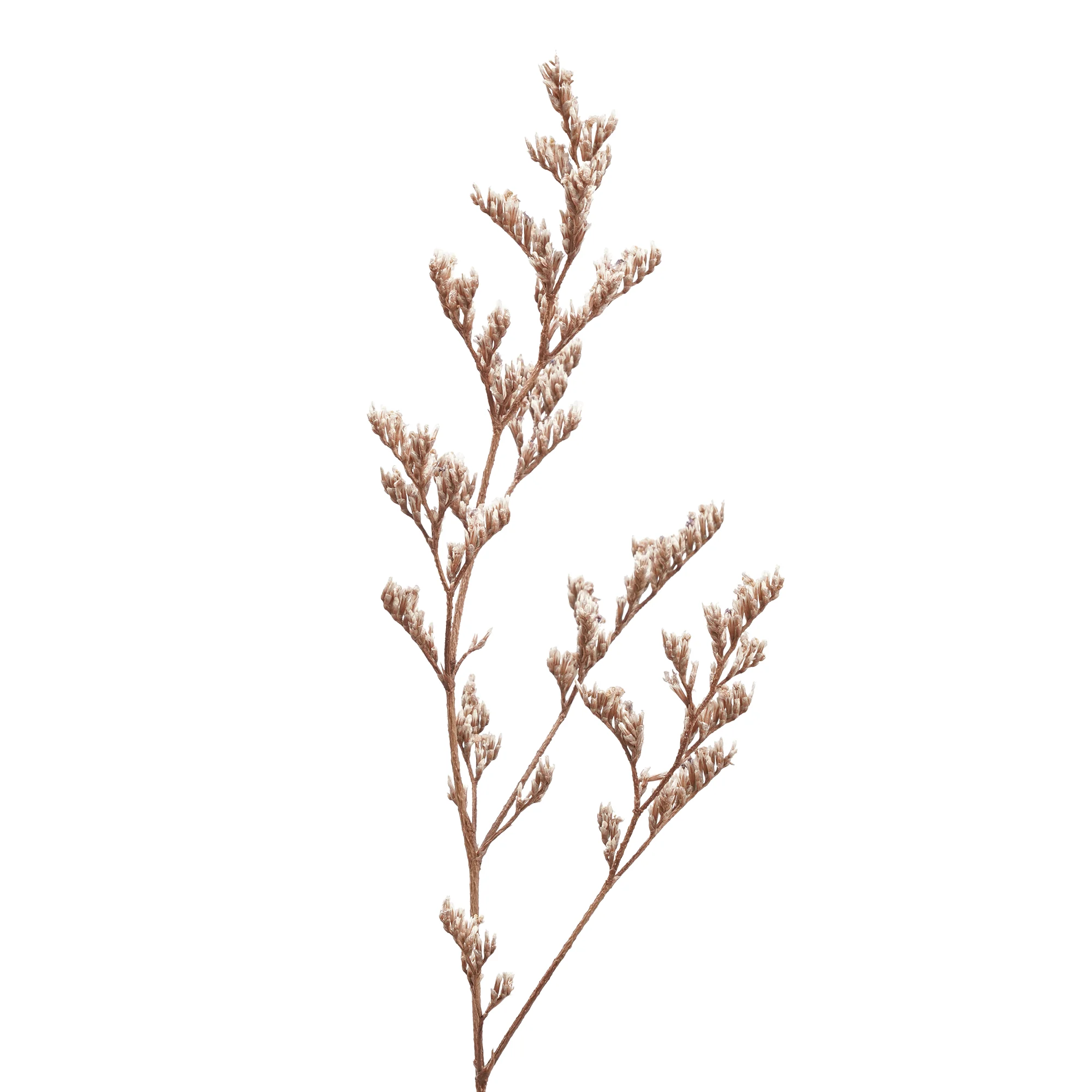 Limonium caspia - Bild 7