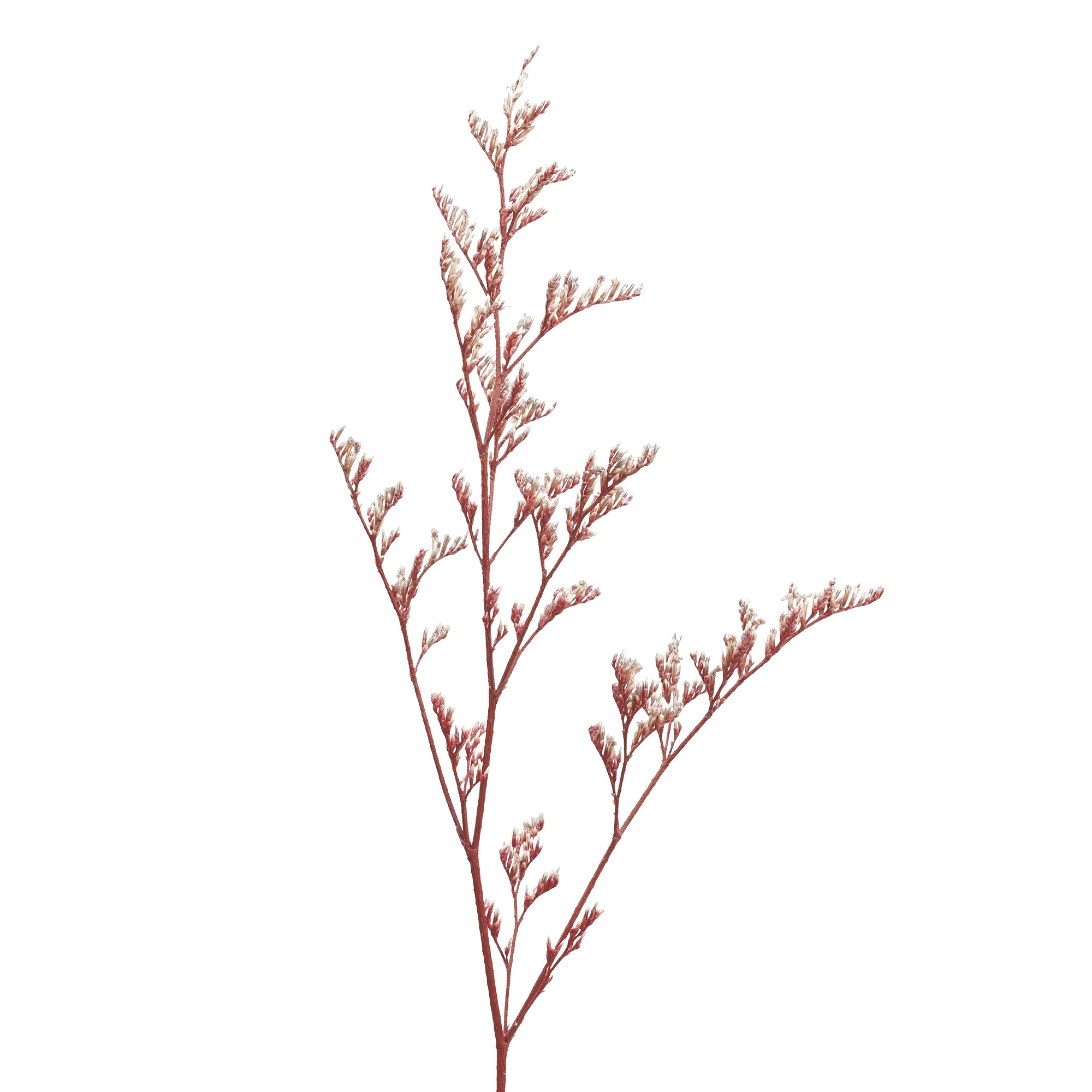 Limonium caspia - Bild 6