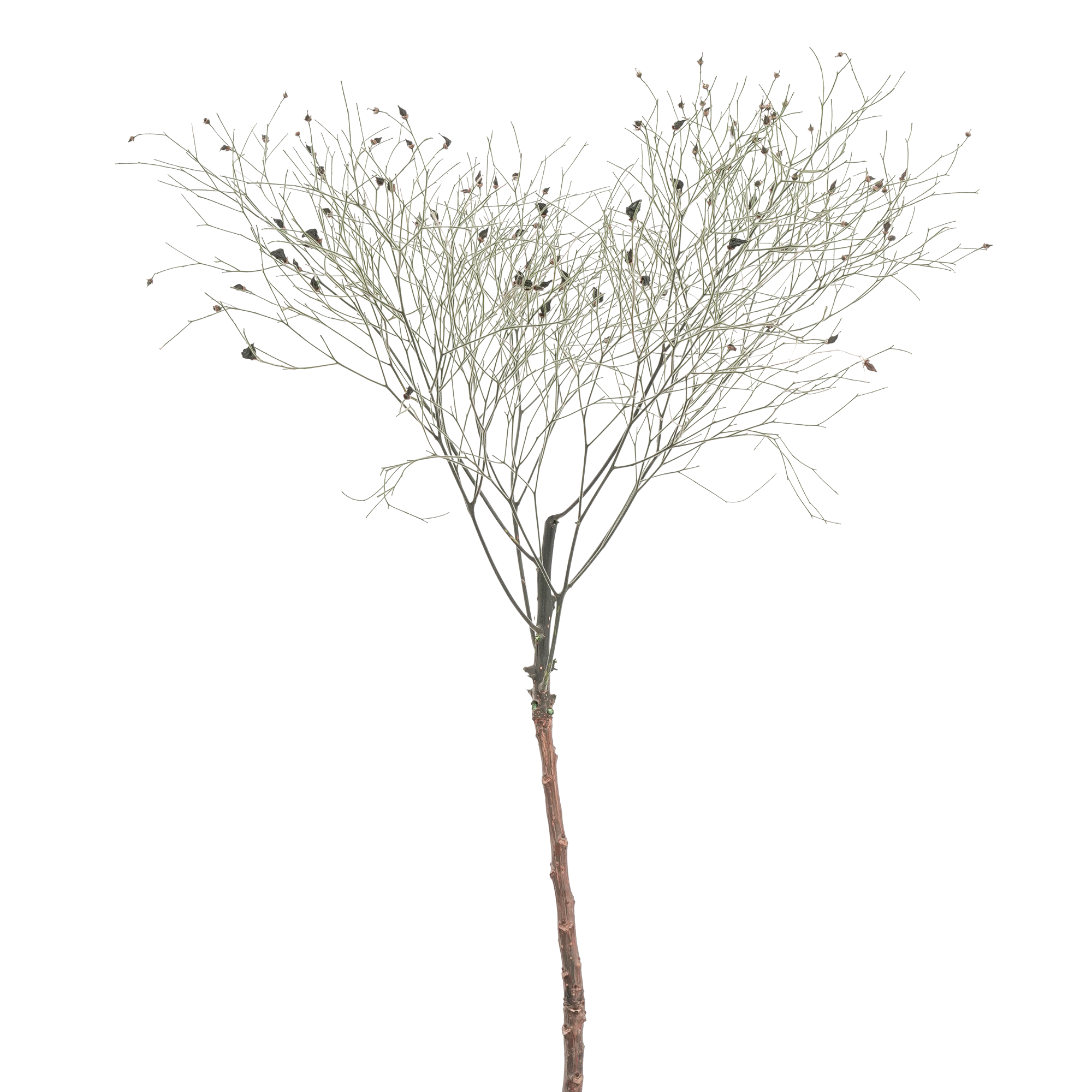 Peruke kvist - Bild 3