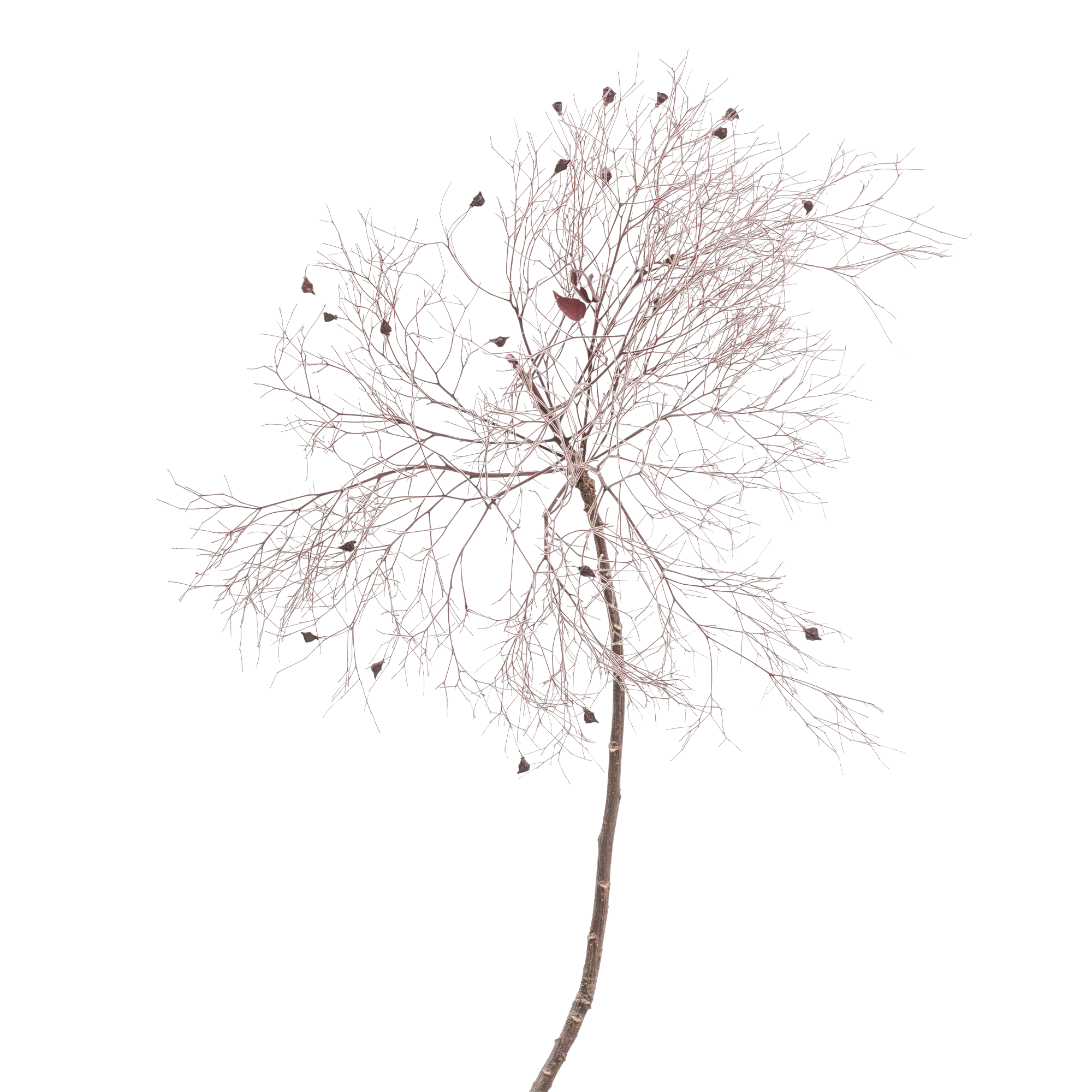 Peruke kvist - Bild 2