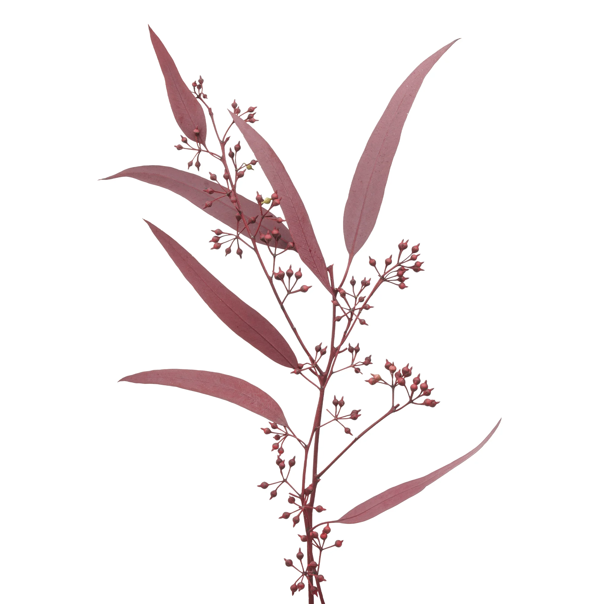 Eucalyptus Saligna