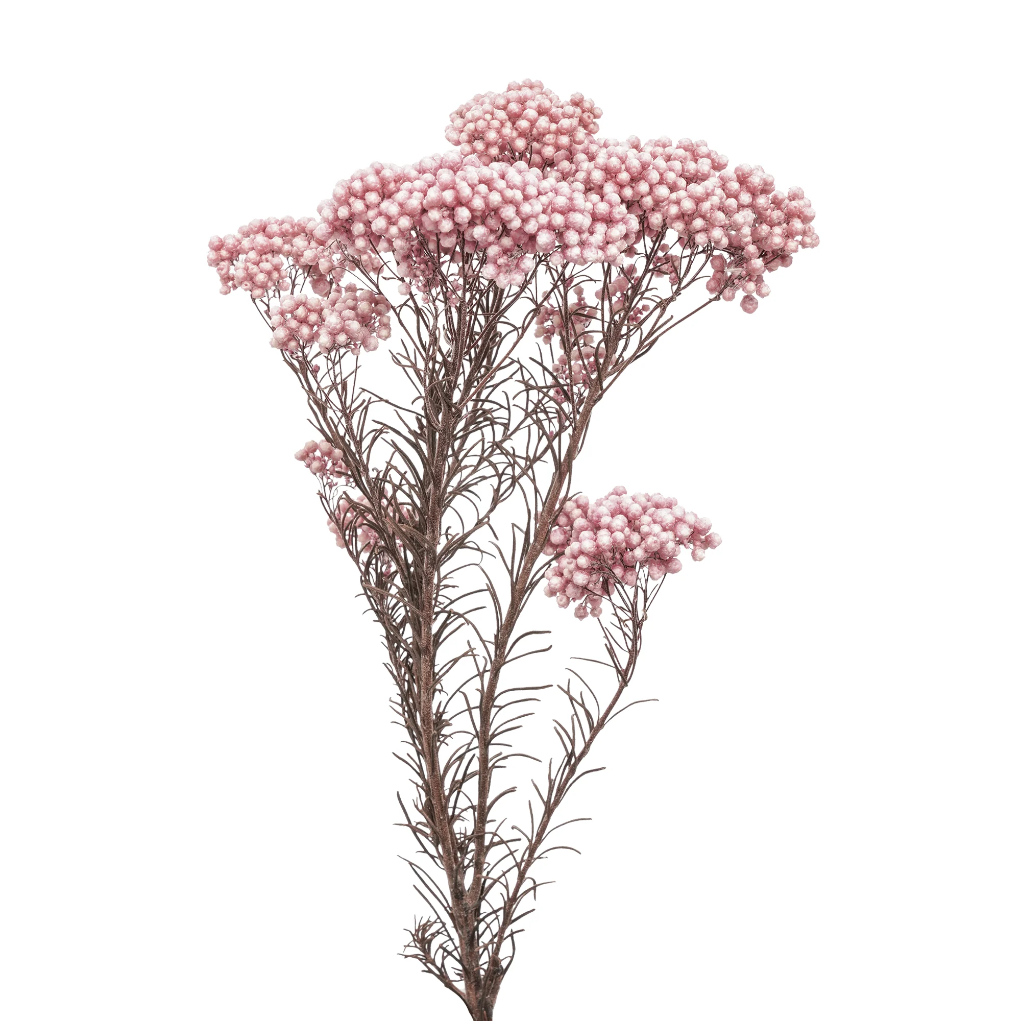 Risblomma - Bild 3