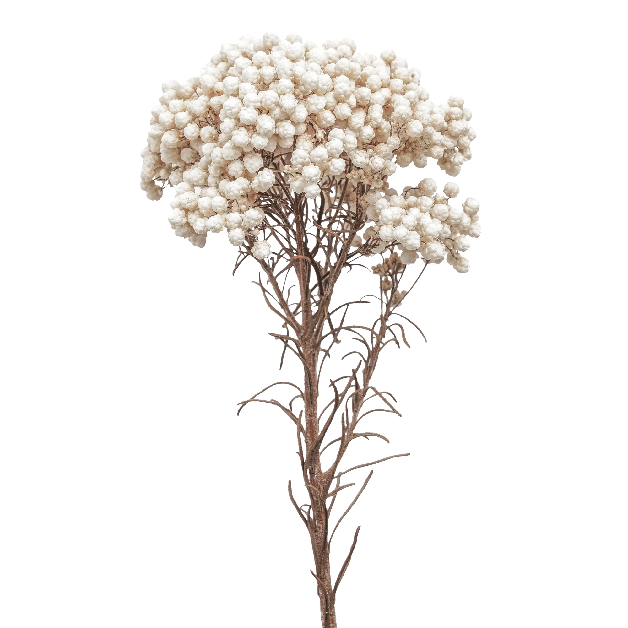 Risblomma - Bild 5