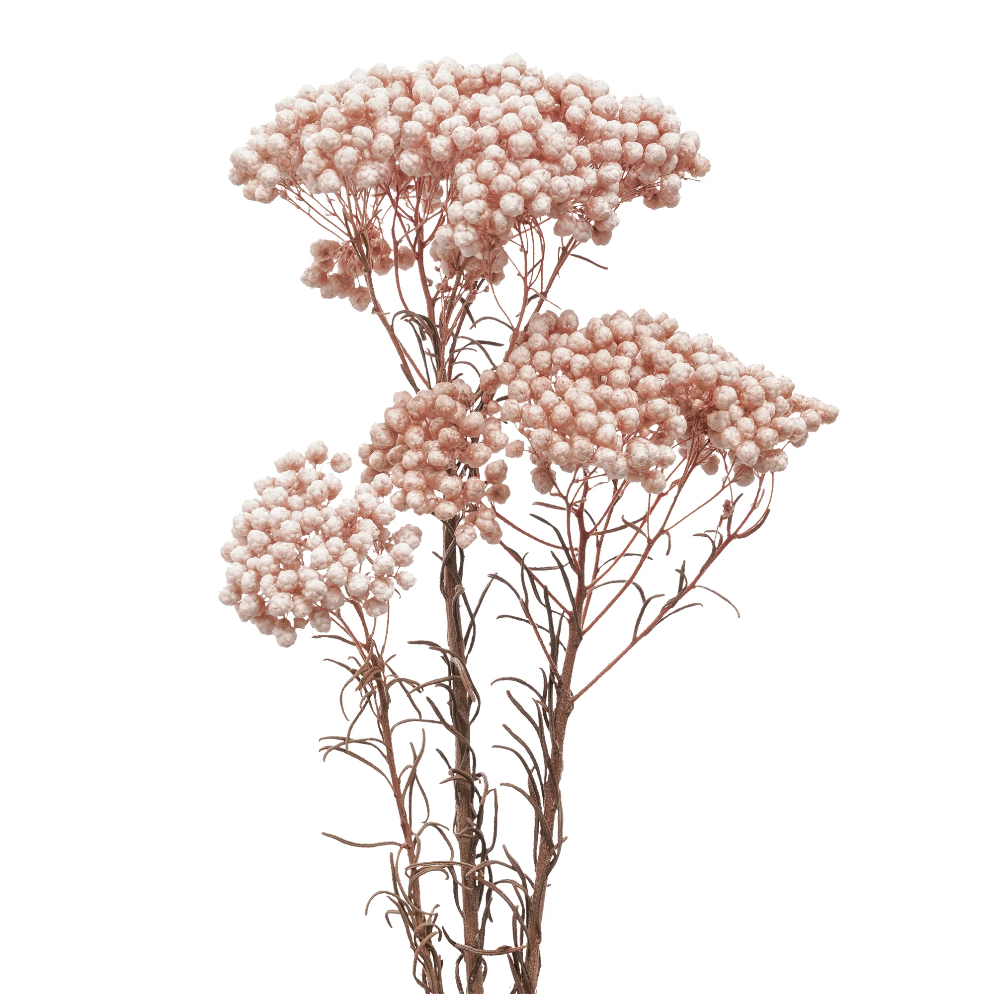 Risblomma