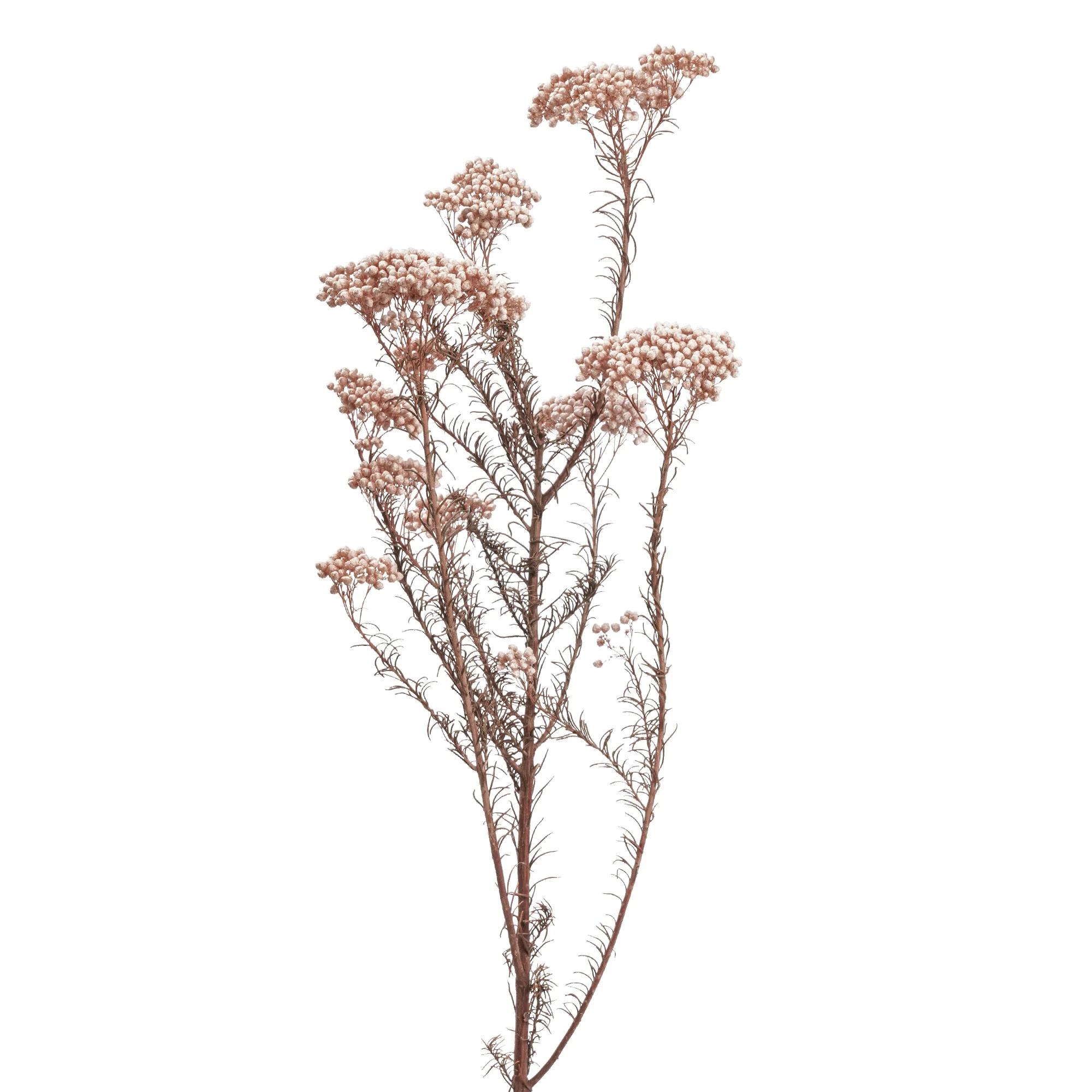 Risblomma - Bild 2