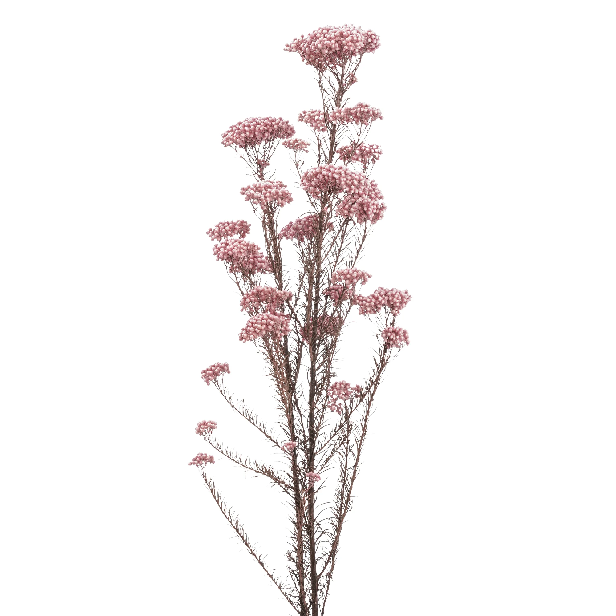 Risblomma - Bild 4