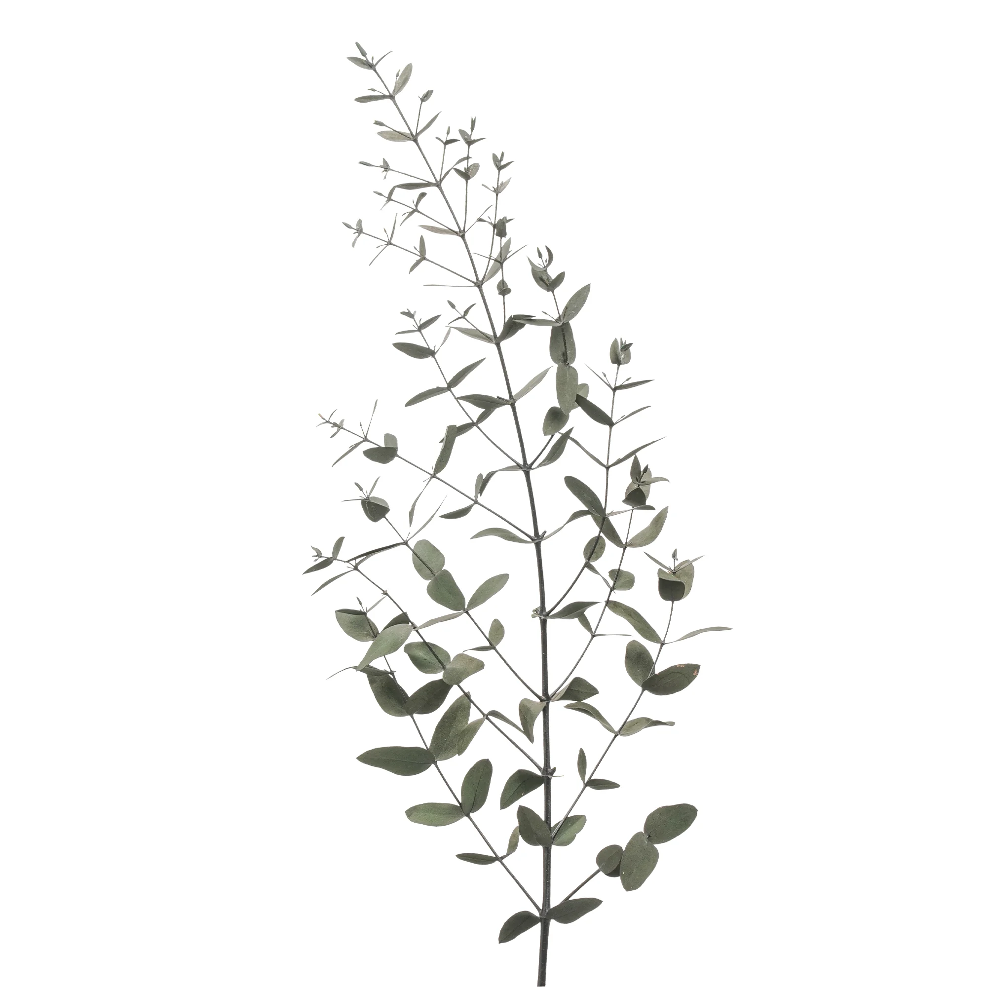 Eucalyptus Parvula - Bild 2