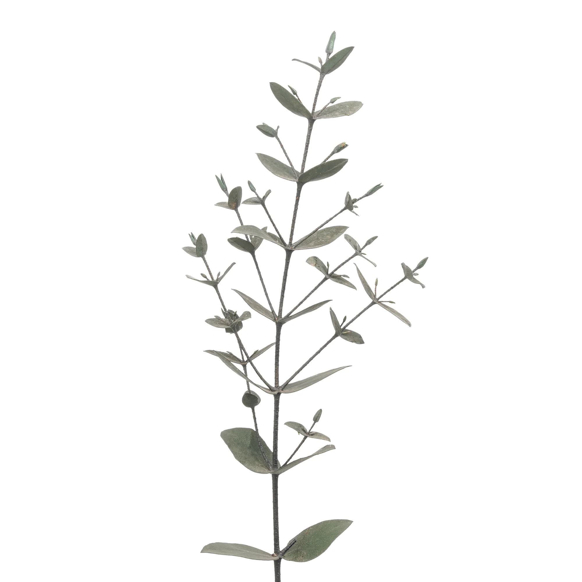 Eucalyptus Parvula
