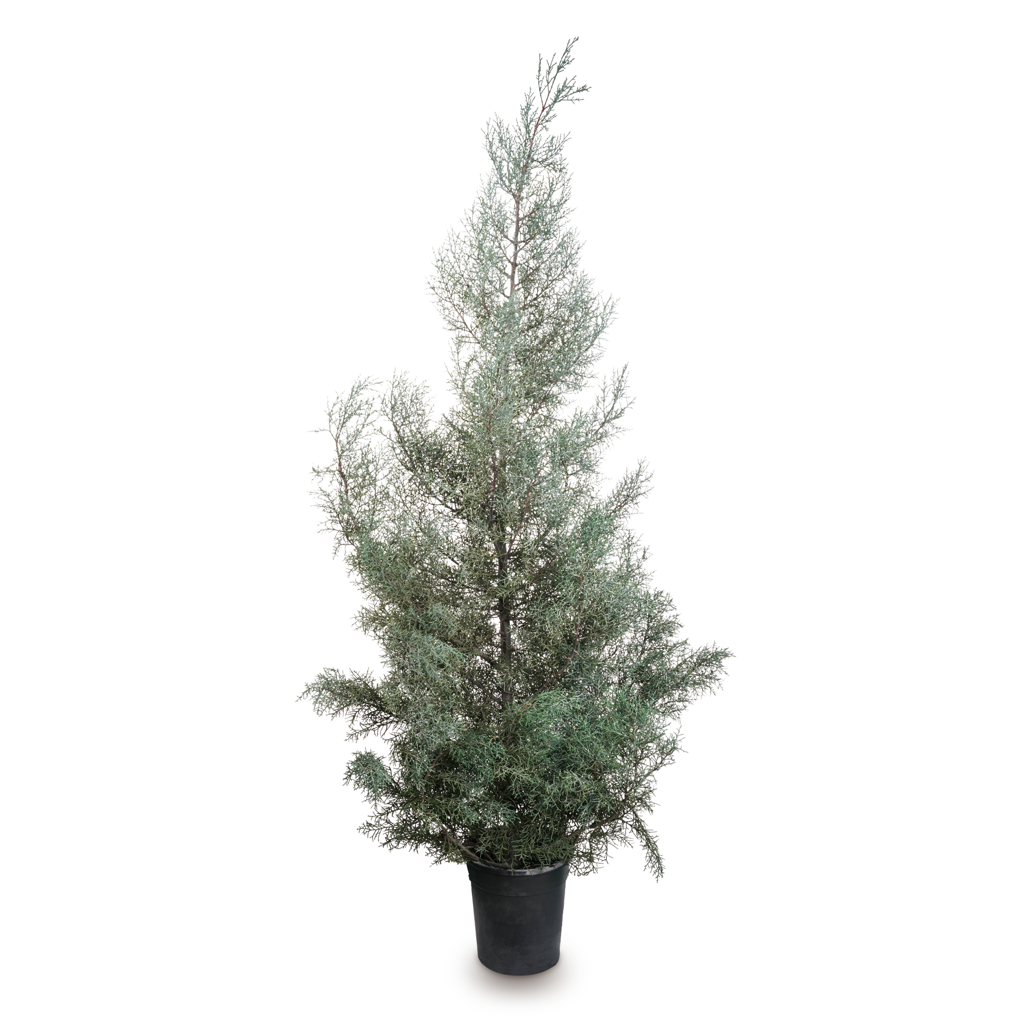 Blå cypress ’Blue Ice’ Träd